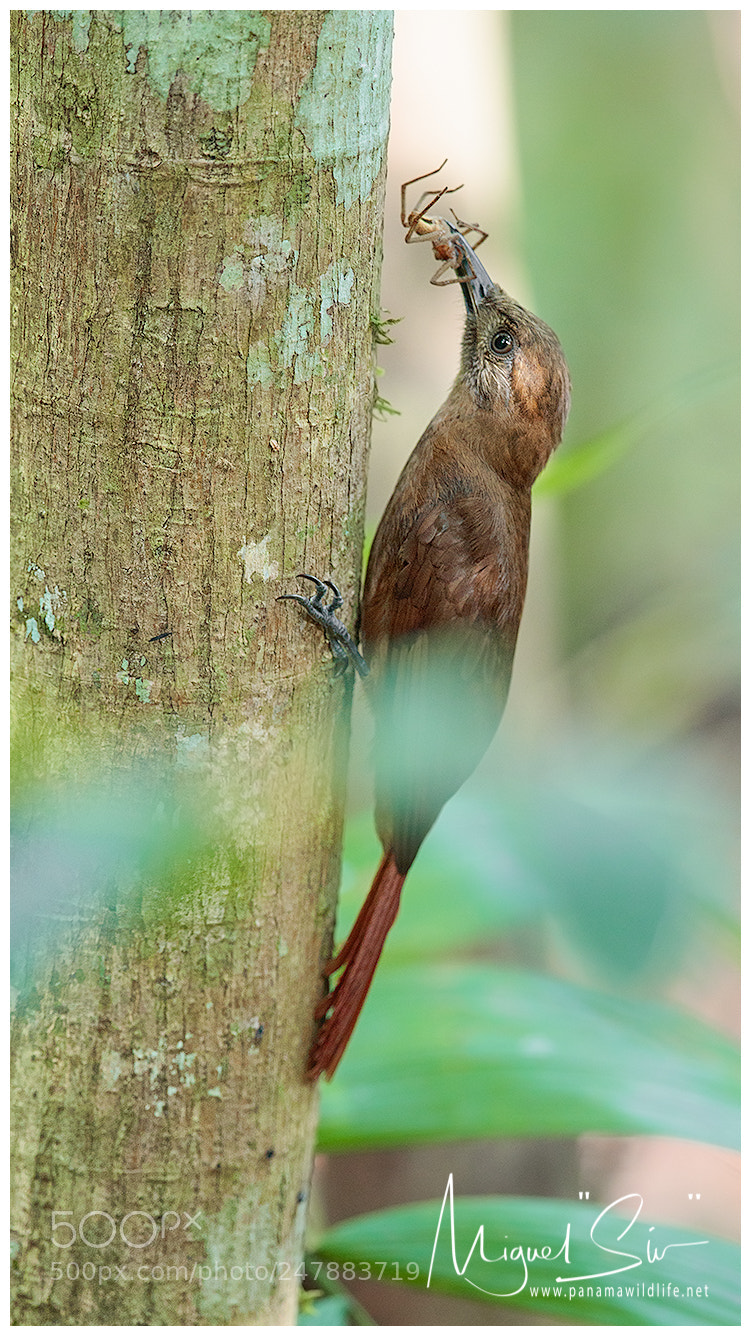 Canon EOS-1D X Mark II sample photo. Plain-brown woodcreeper / trepatroncos pardo photography