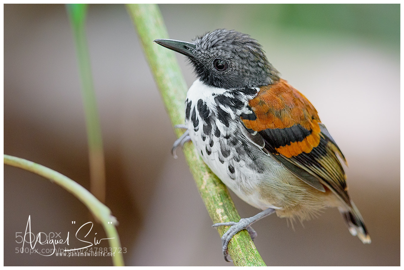Canon EOS 7D Mark II sample photo. Spotted antbird / hormiguero collarejo photography