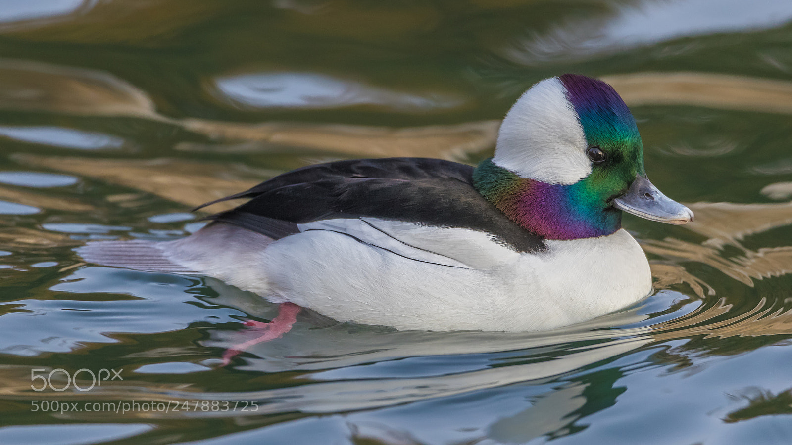 Canon EOS-1D X Mark II sample photo. Male bufflehead photography