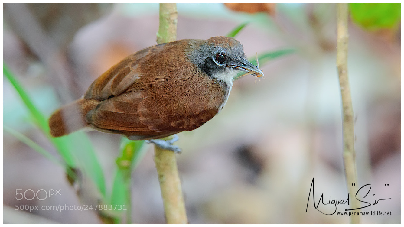 Canon EOS-1D X Mark II sample photo. Bicolored antbird / hormiguero bicolor photography