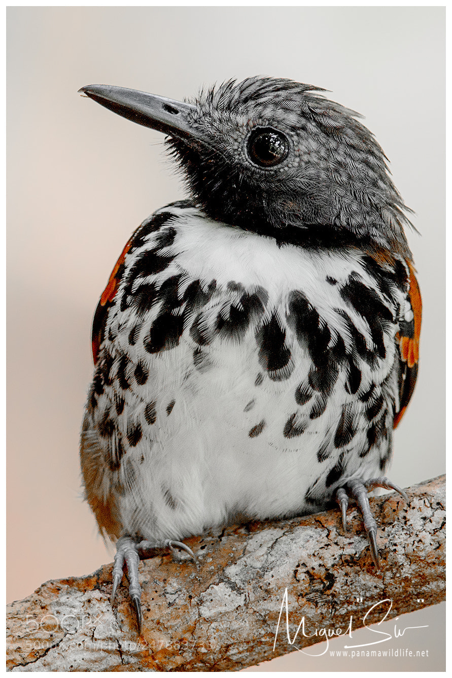 Canon EOS 7D Mark II sample photo. Spotted antbird / hormiguero collarejo photography
