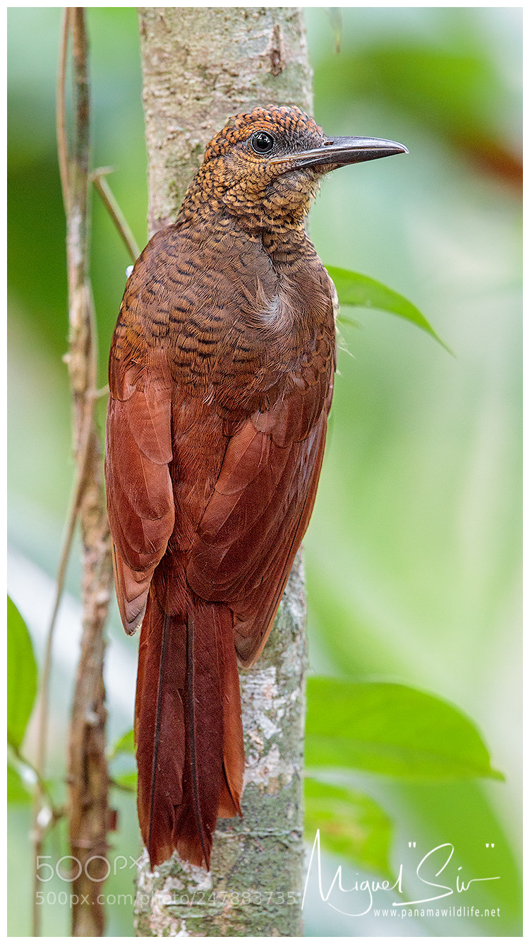 Canon EOS-1D X Mark II sample photo. Northern barred-woodcreeper / trepatroncos barrete photography
