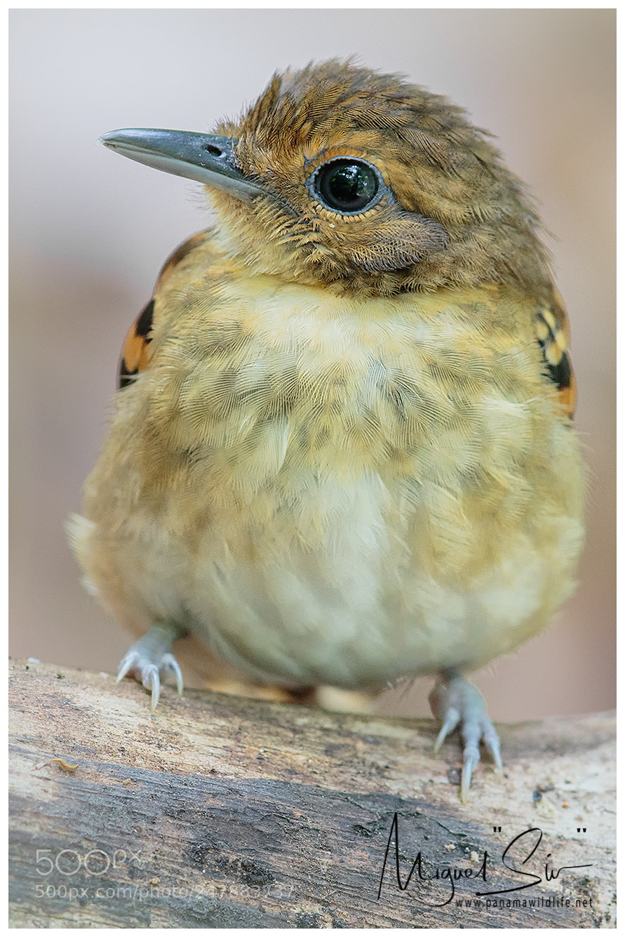 Canon EOS 7D Mark II sample photo. Spotted antbird / hormiguero collarejo photography