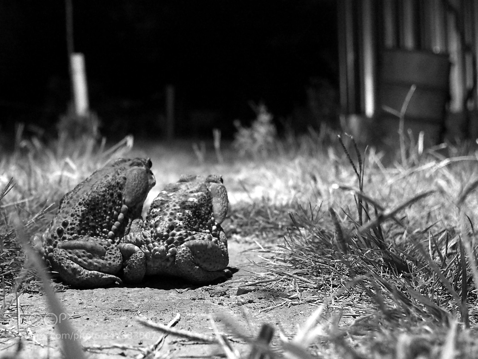 Olympus OM-D E-M5 sample photo. De paseo photography