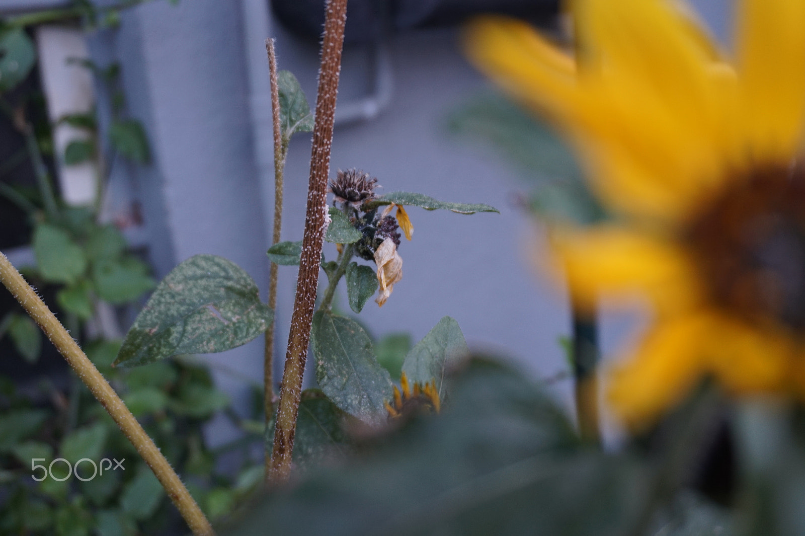 Sony E 16-50mm F3.5-5.6 PZ OSS sample photo. The dying bee - optical illusion photography