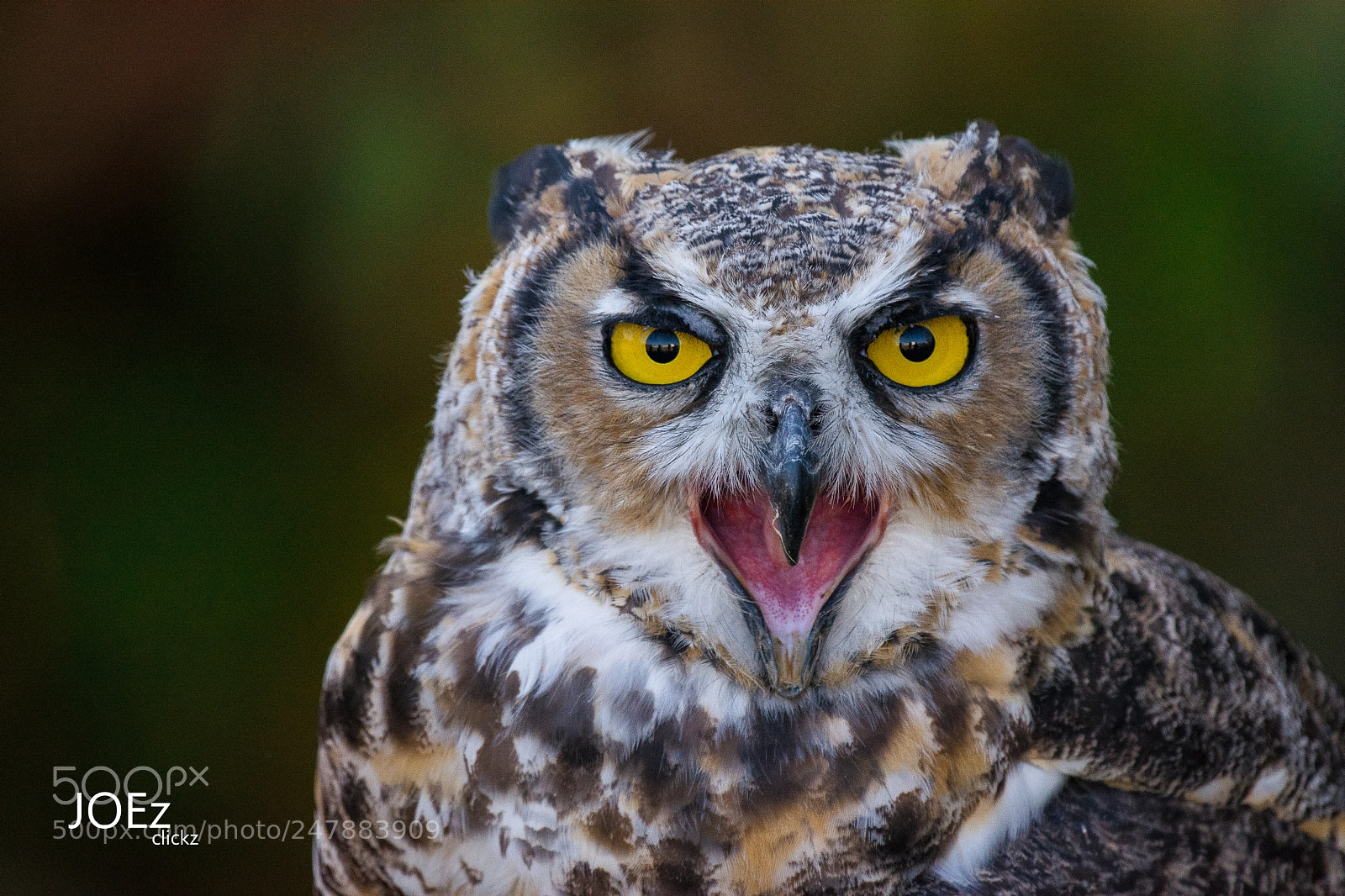 Nikon D7100 sample photo. Horned owl! photography