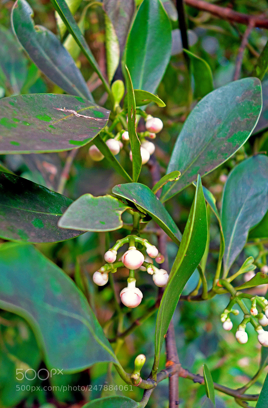 Sony Cyber-shot DSC-RX100 sample photo. White berries photography