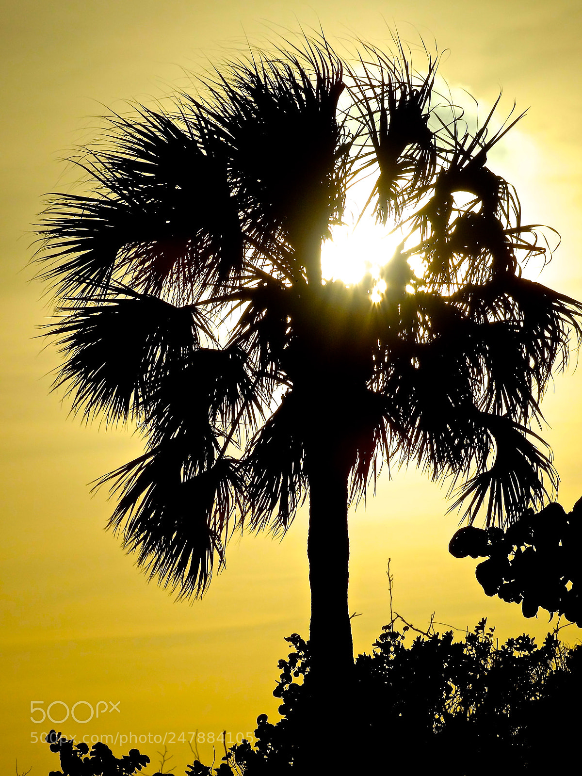 Sony Cyber-shot DSC-HX300 sample photo. Sunny palms photography