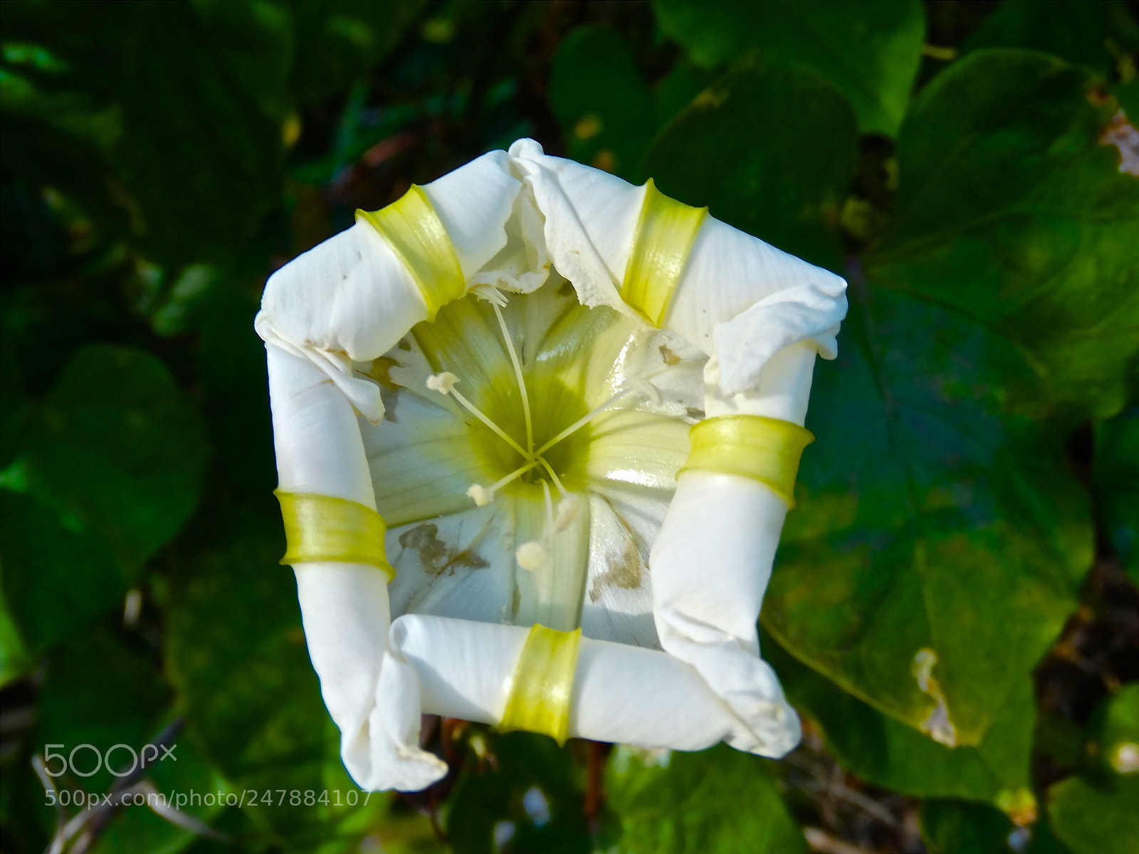 Sony Cyber-shot DSC-HX300 sample photo. Moonflower photography