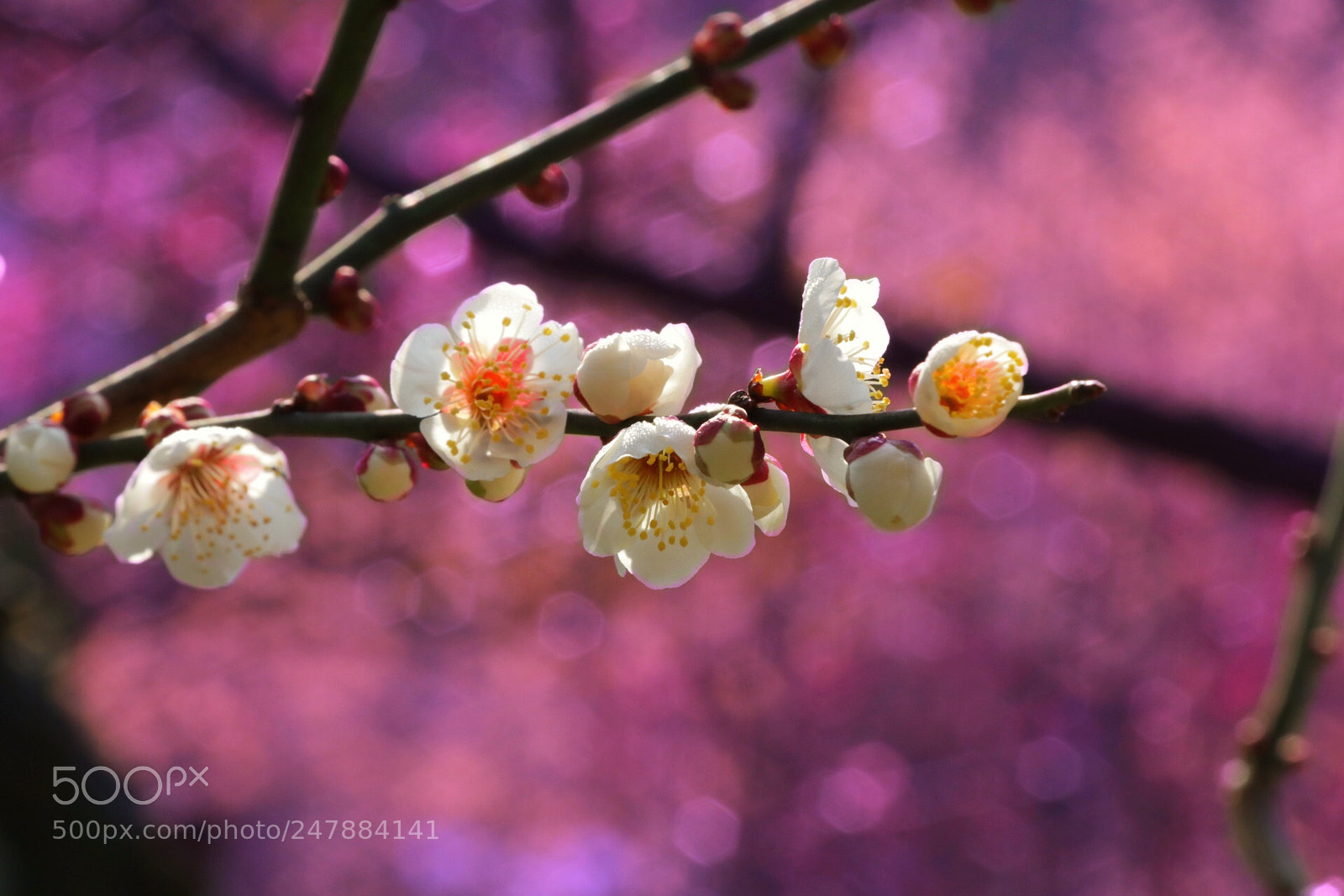 Canon EOS 80D sample photo. Untitled photography