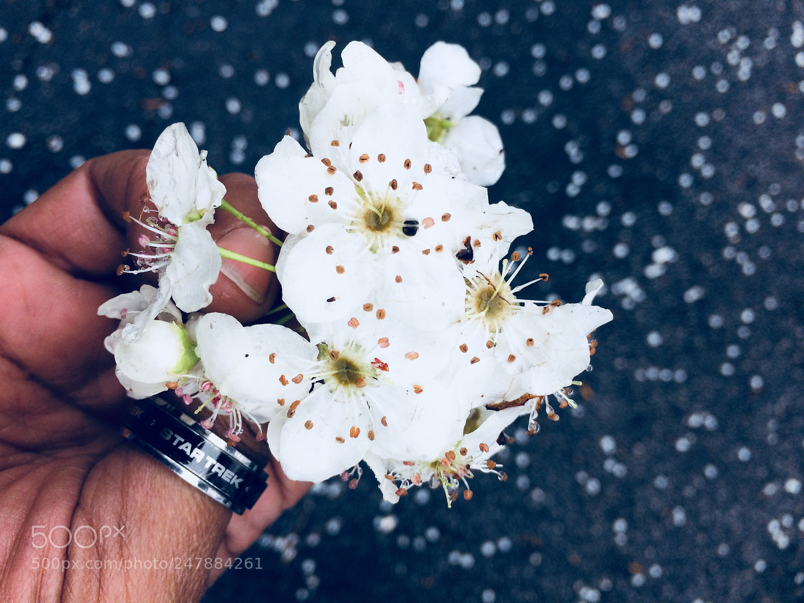 Apple iPhone 5s sample photo. The dogwood+rain effect. photography