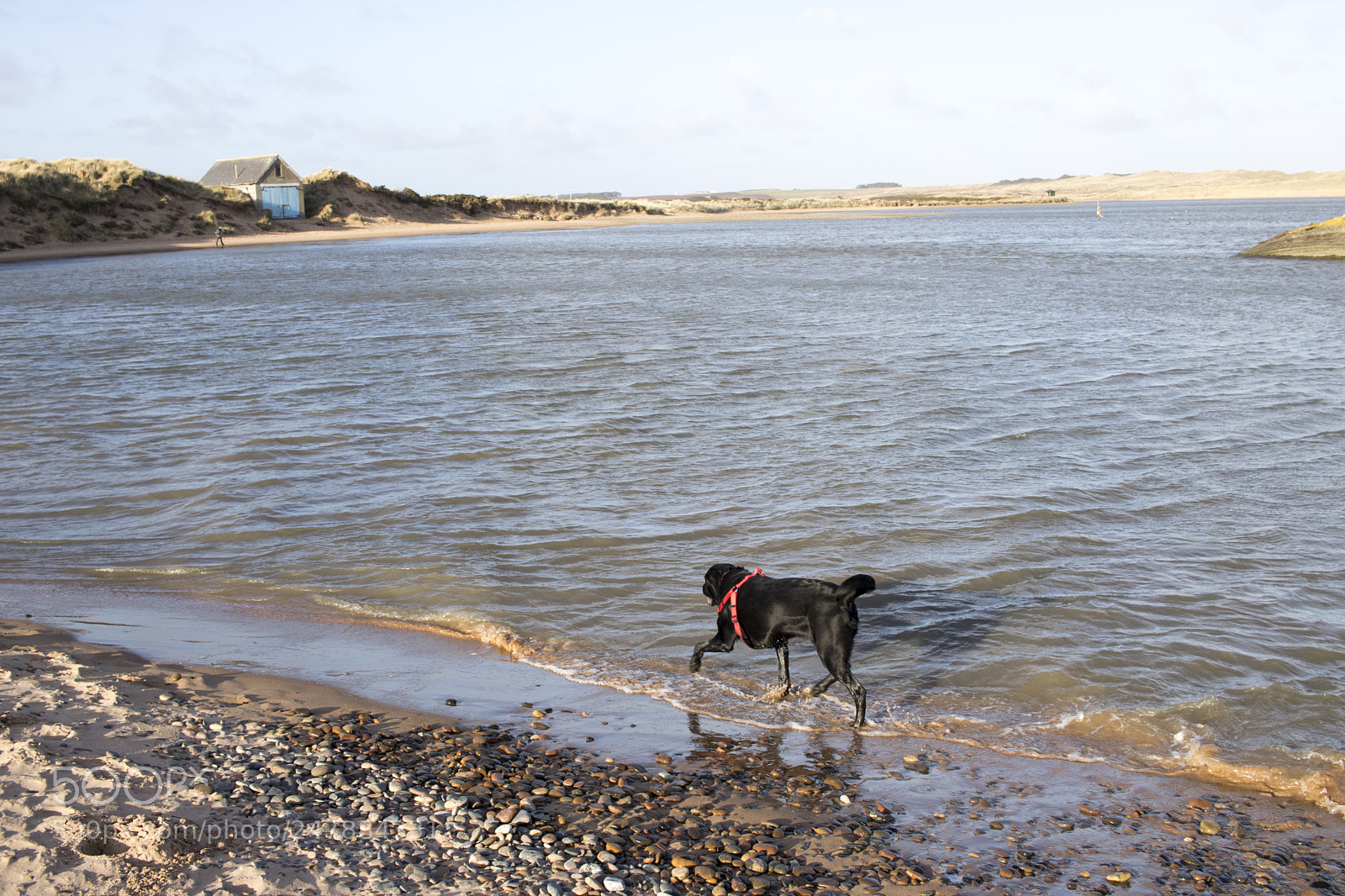 Canon EOS 750D (EOS Rebel T6i / EOS Kiss X8i) sample photo. Black labrador walking along photography
