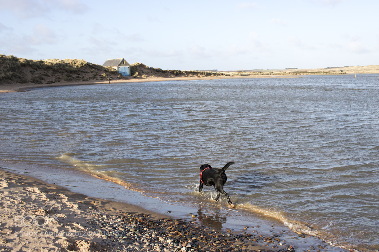 Canon EOS 750D (EOS Rebel T6i / EOS Kiss X8i) sample photo. Black labrador walking along photography