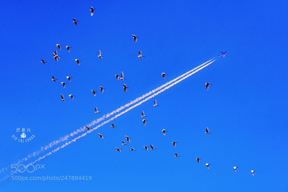 Nikon D810 sample photo. 伴飛 photography