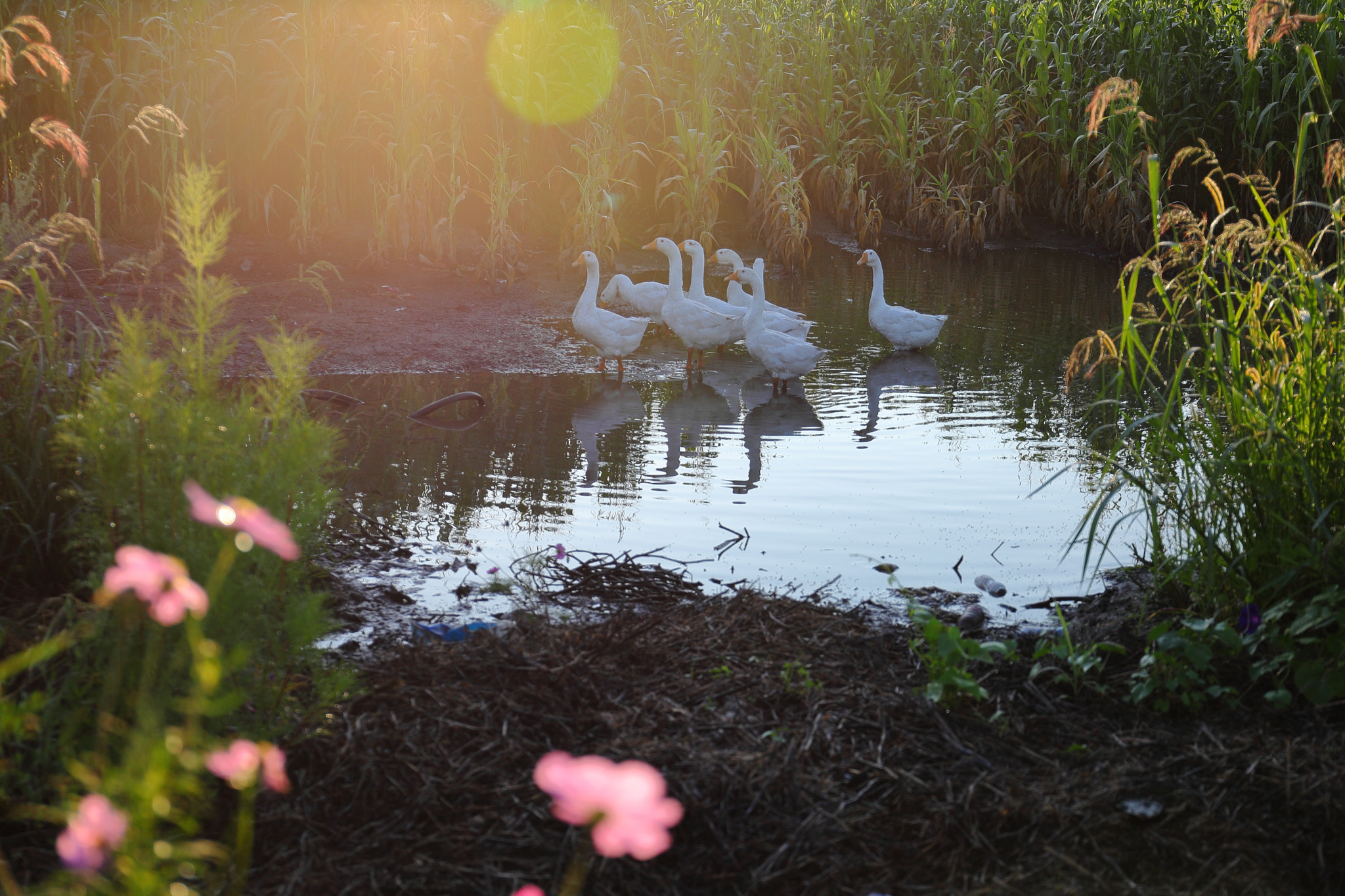 Canon EF 24-70mm F4L IS USM sample photo