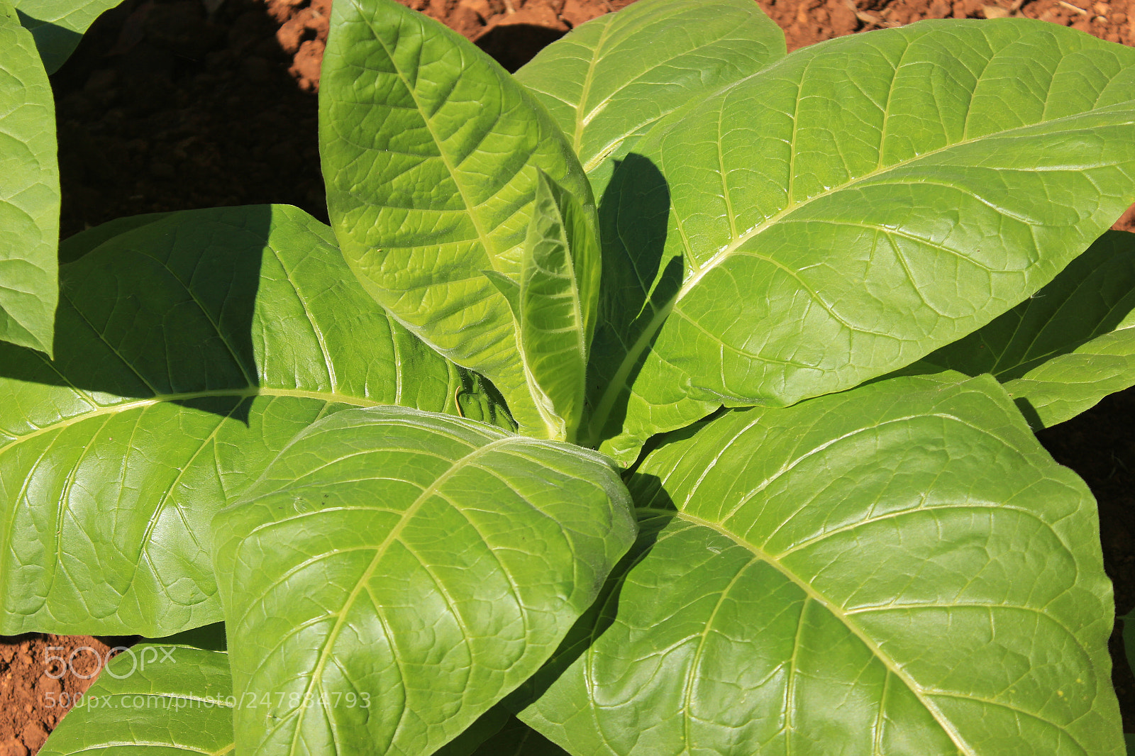 Canon EOS 600D (Rebel EOS T3i / EOS Kiss X5) sample photo. Planta de tabaco joven. photography