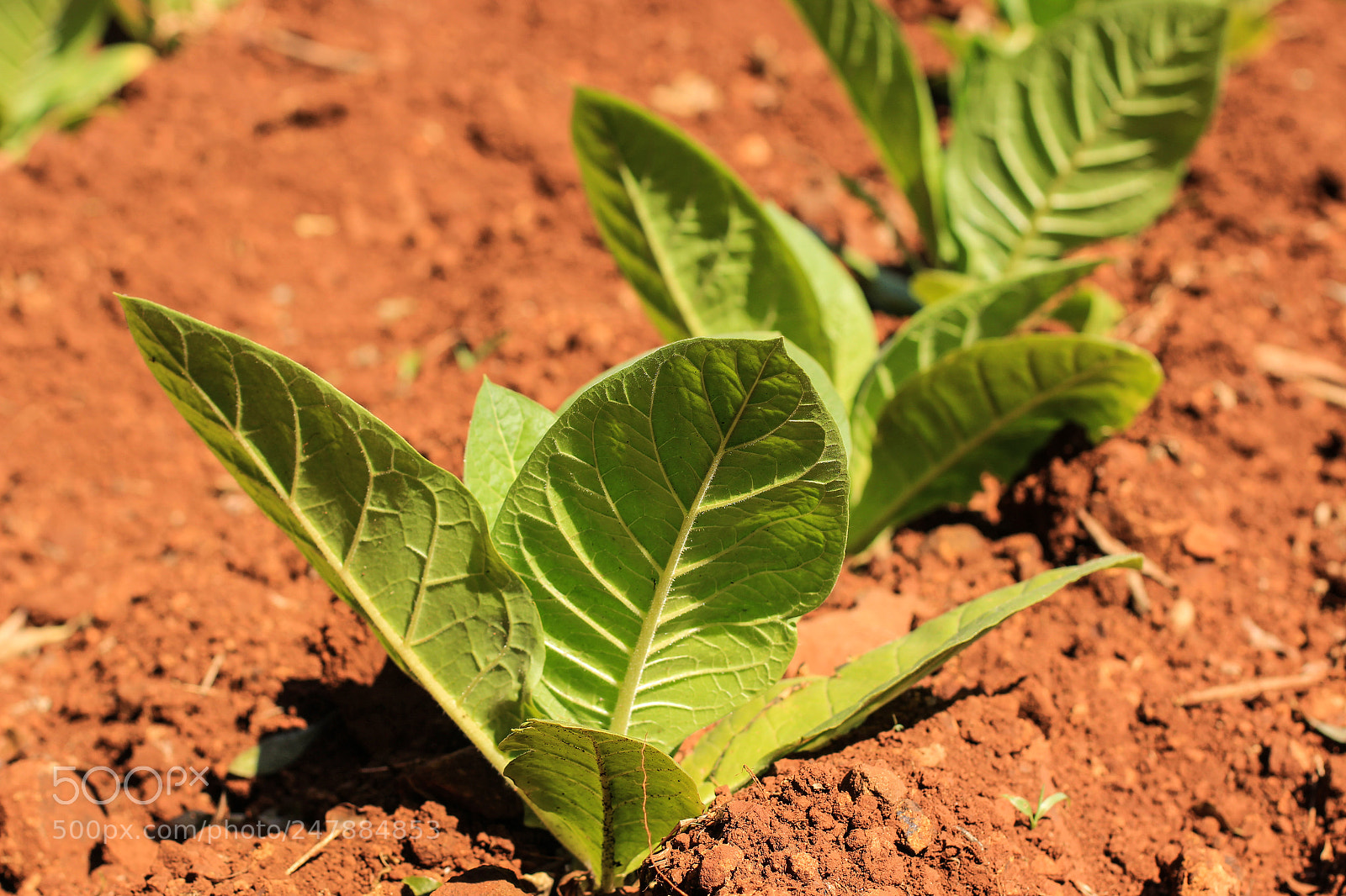 Canon EOS 600D (Rebel EOS T3i / EOS Kiss X5) sample photo. Planta de tabaco joven photography