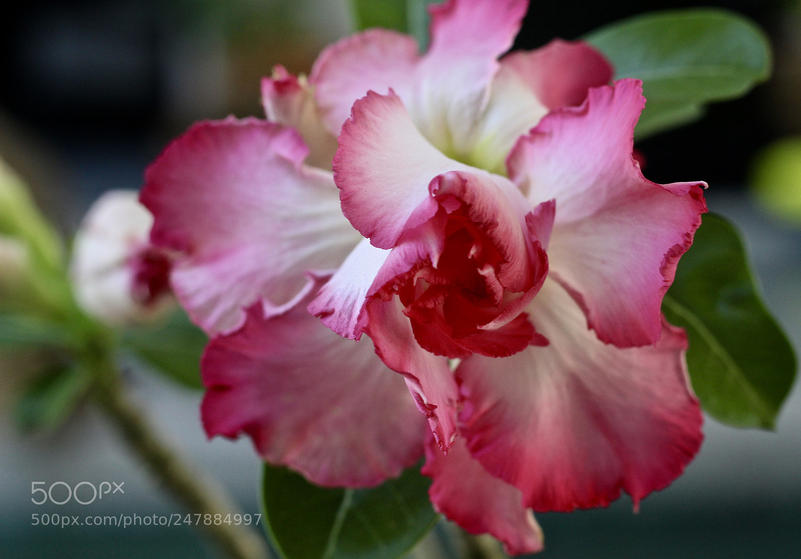 Canon EOS 700D (EOS Rebel T5i / EOS Kiss X7i) sample photo. Beauty photography