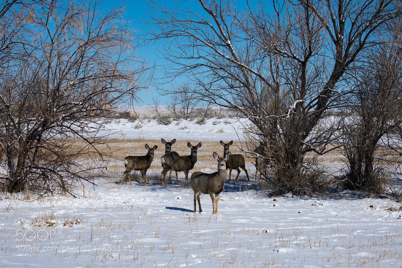 Nikon D3400 sample photo. Deer photography