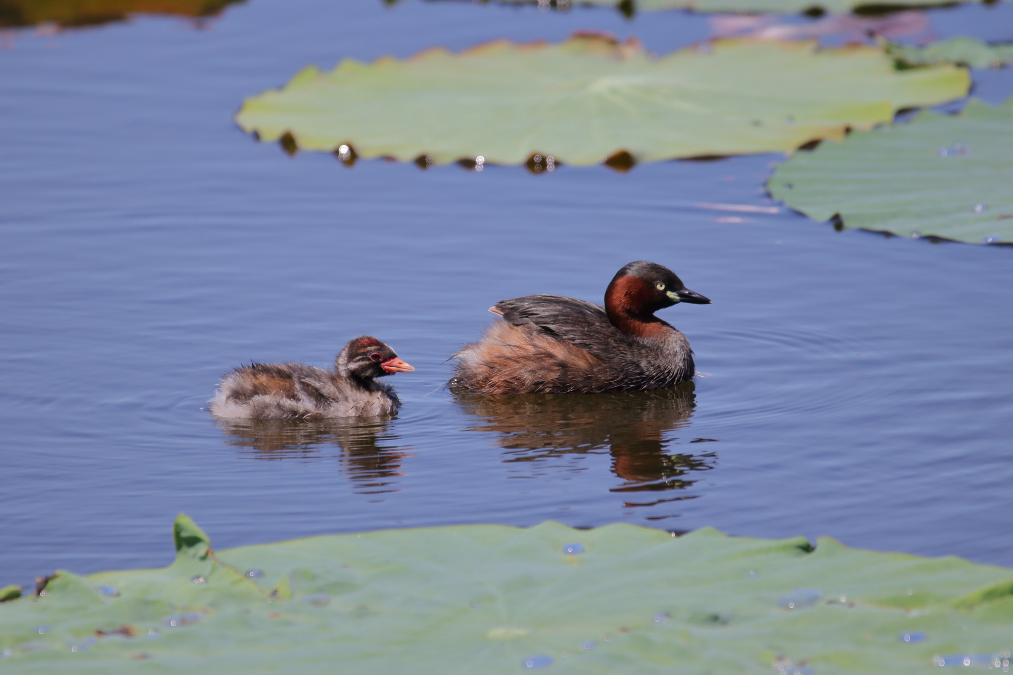 Sigma 150-600mm F5-6.3 DG OS HSM | C sample photo