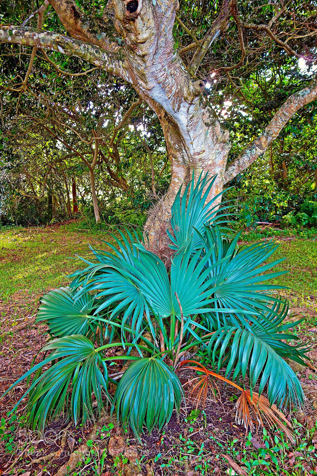 Sony Cyber-shot DSC-RX100 sample photo. Curves and fronds photography