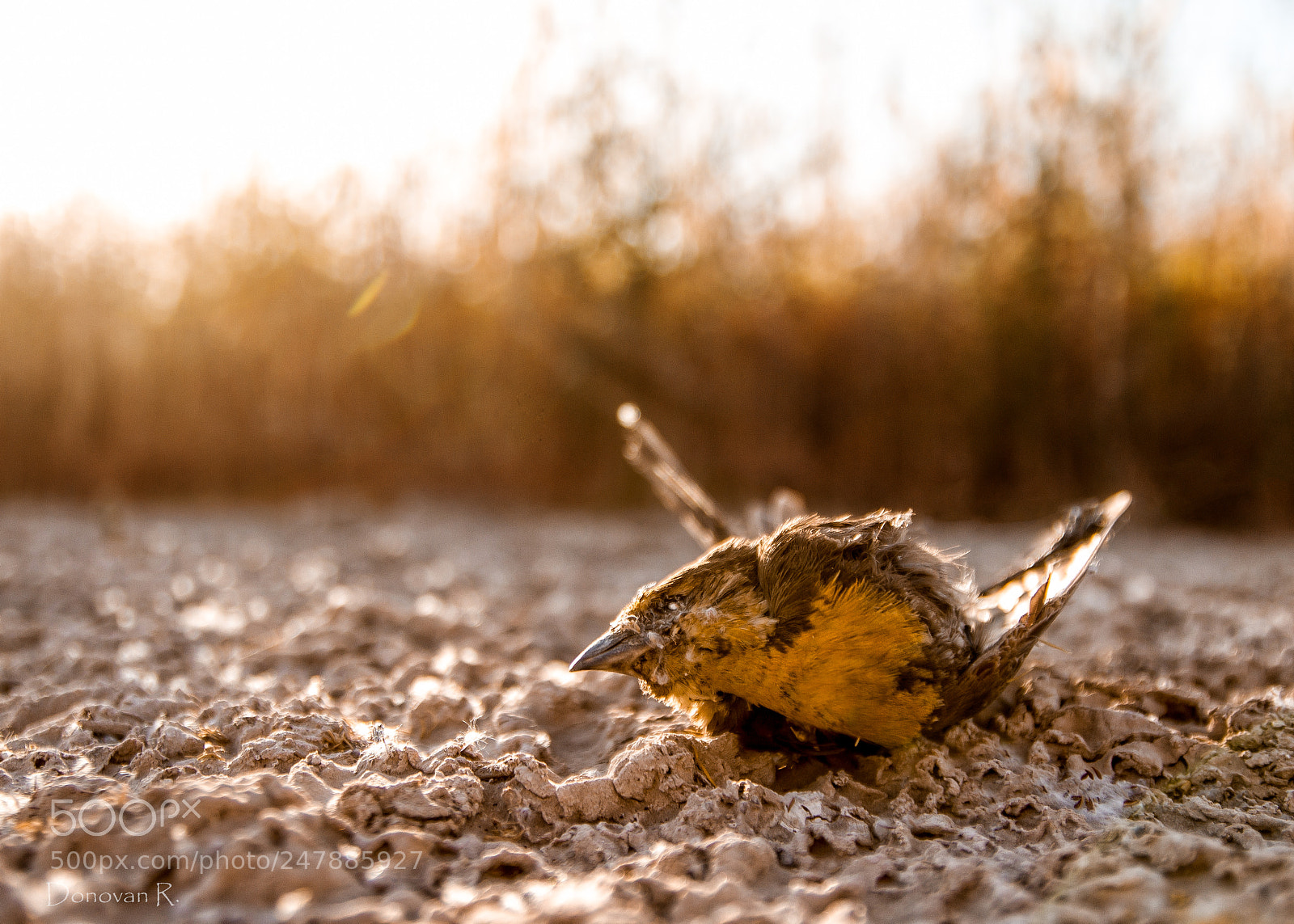 Canon EOS 7D sample photo. Life's end photography