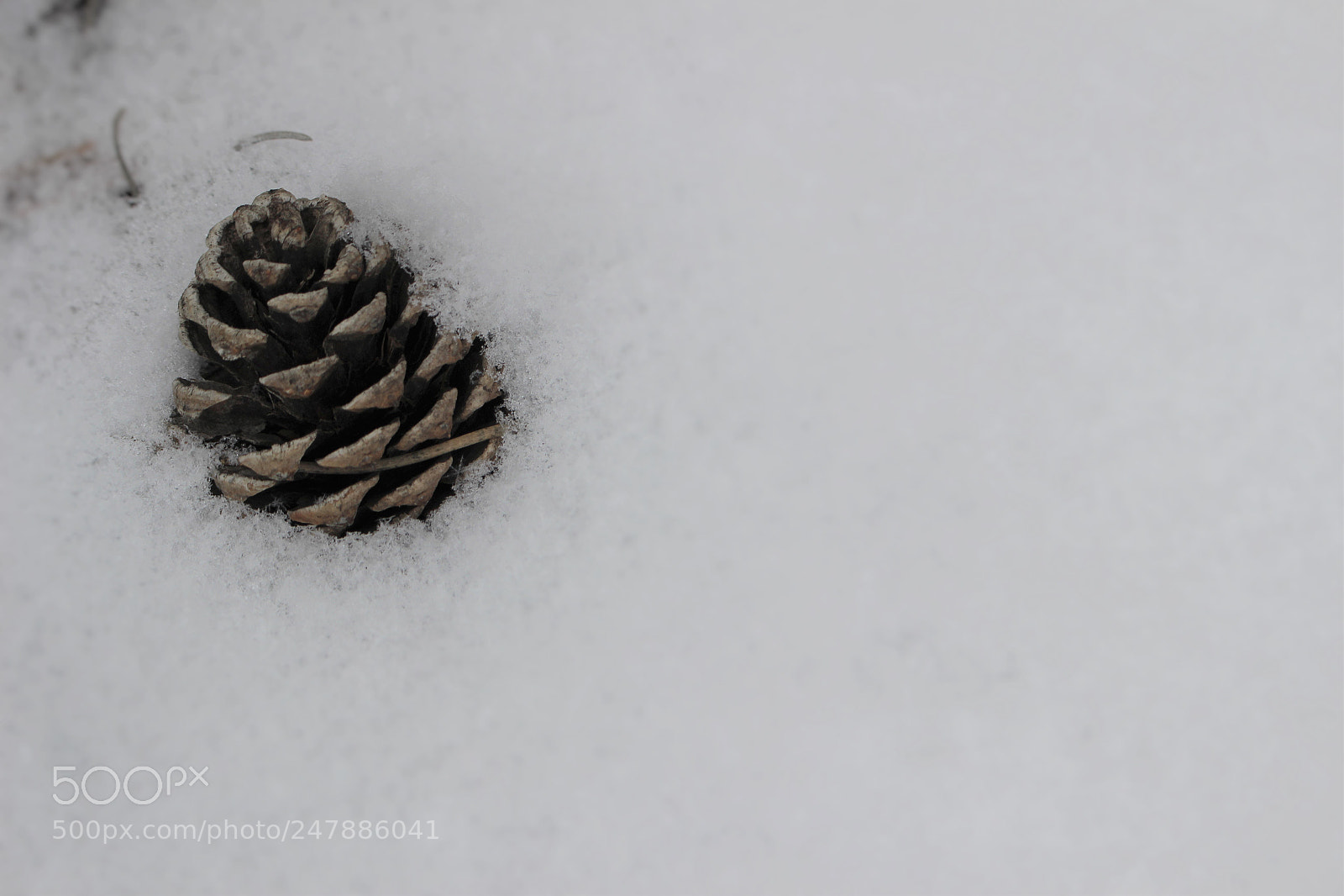 Canon EOS 100D (EOS Rebel SL1 / EOS Kiss X7) sample photo. Pinecone in the snow photography