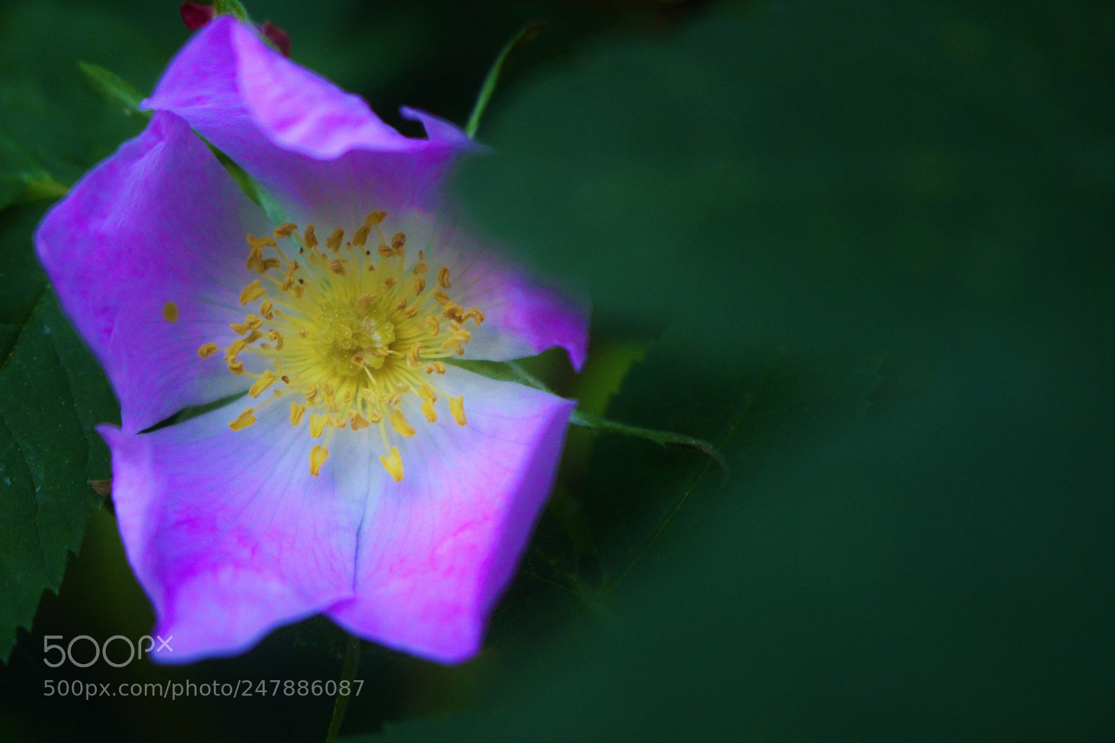 Canon EOS 100D (EOS Rebel SL1 / EOS Kiss X7) sample photo. Purple flower photography