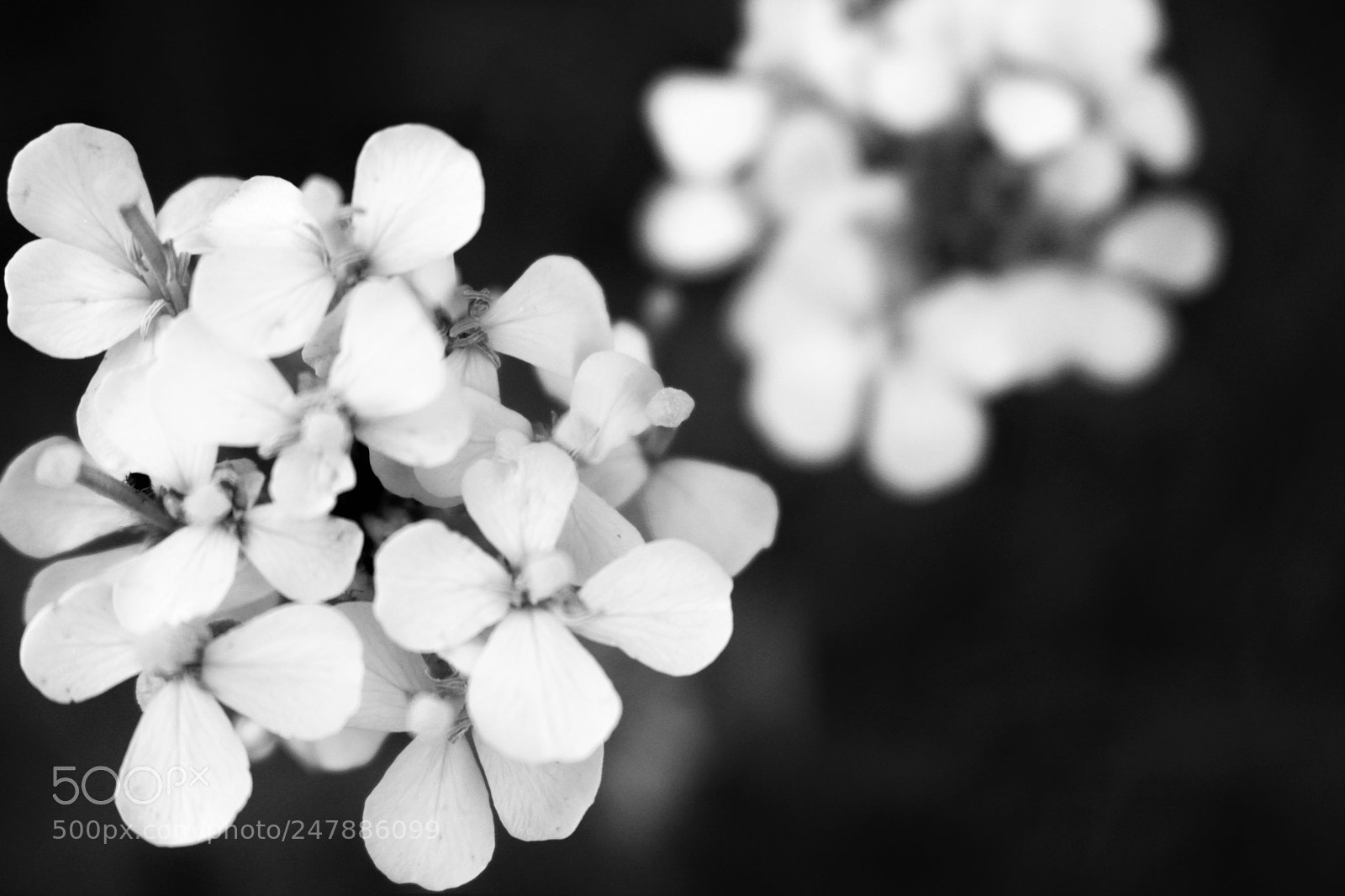 Canon EOS 100D (EOS Rebel SL1 / EOS Kiss X7) sample photo. Black and white flowers photography