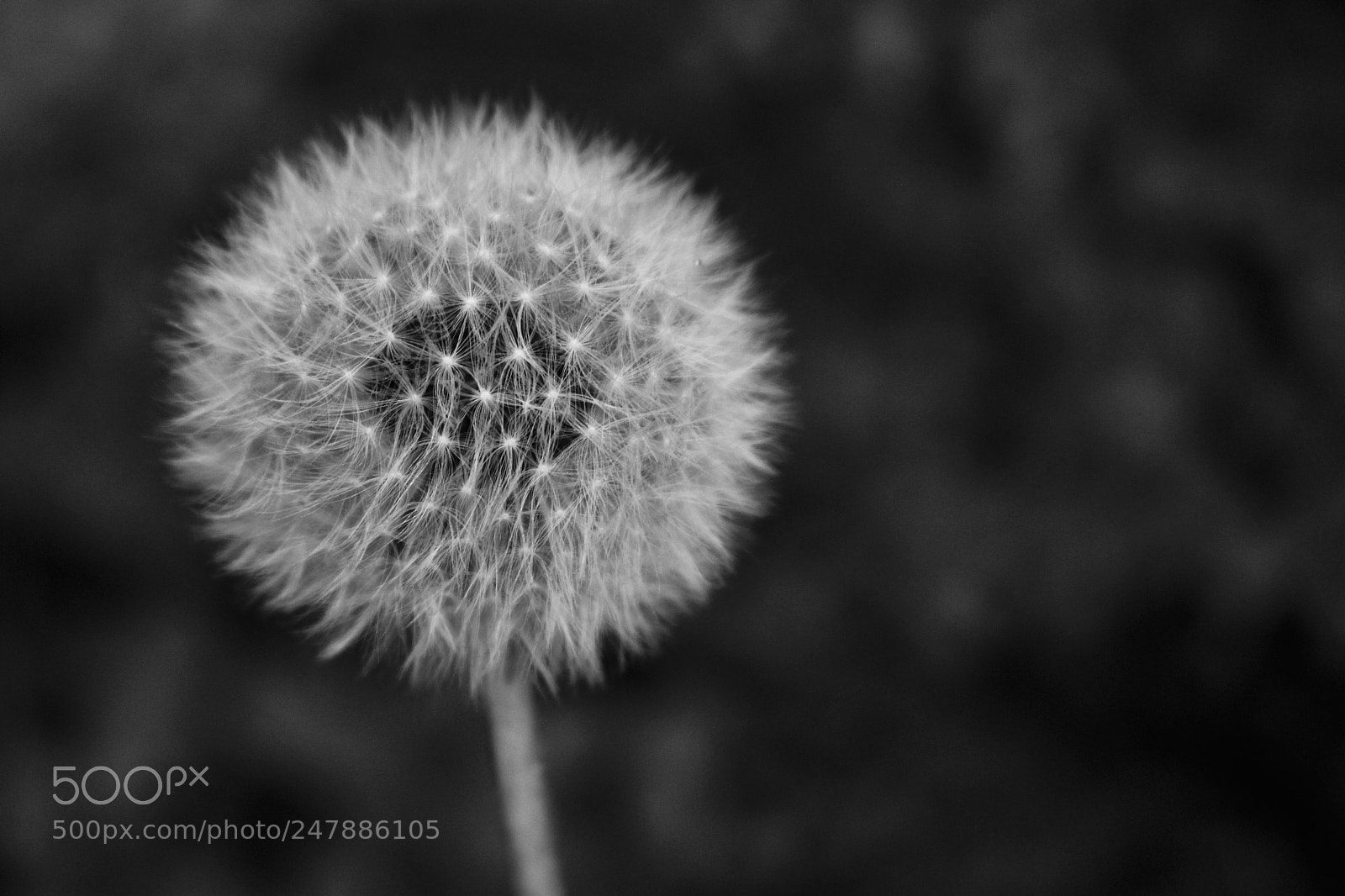 Canon EOS 100D (EOS Rebel SL1 / EOS Kiss X7) sample photo. The dandelion photography