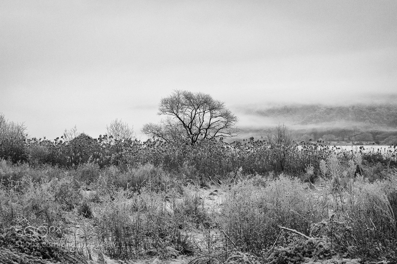Canon EOS 100D (EOS Rebel SL1 / EOS Kiss X7) sample photo. Tree of the winter photography