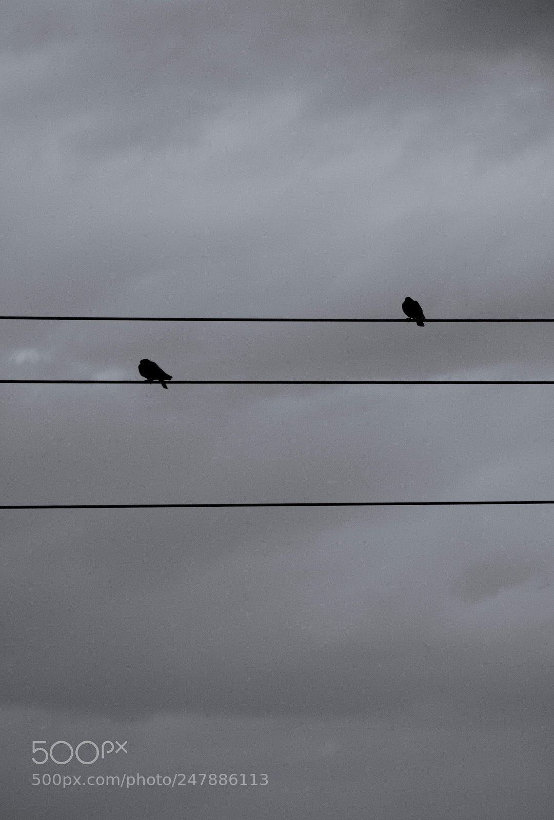 Canon EOS 100D (EOS Rebel SL1 / EOS Kiss X7) sample photo. Birds on wire photography