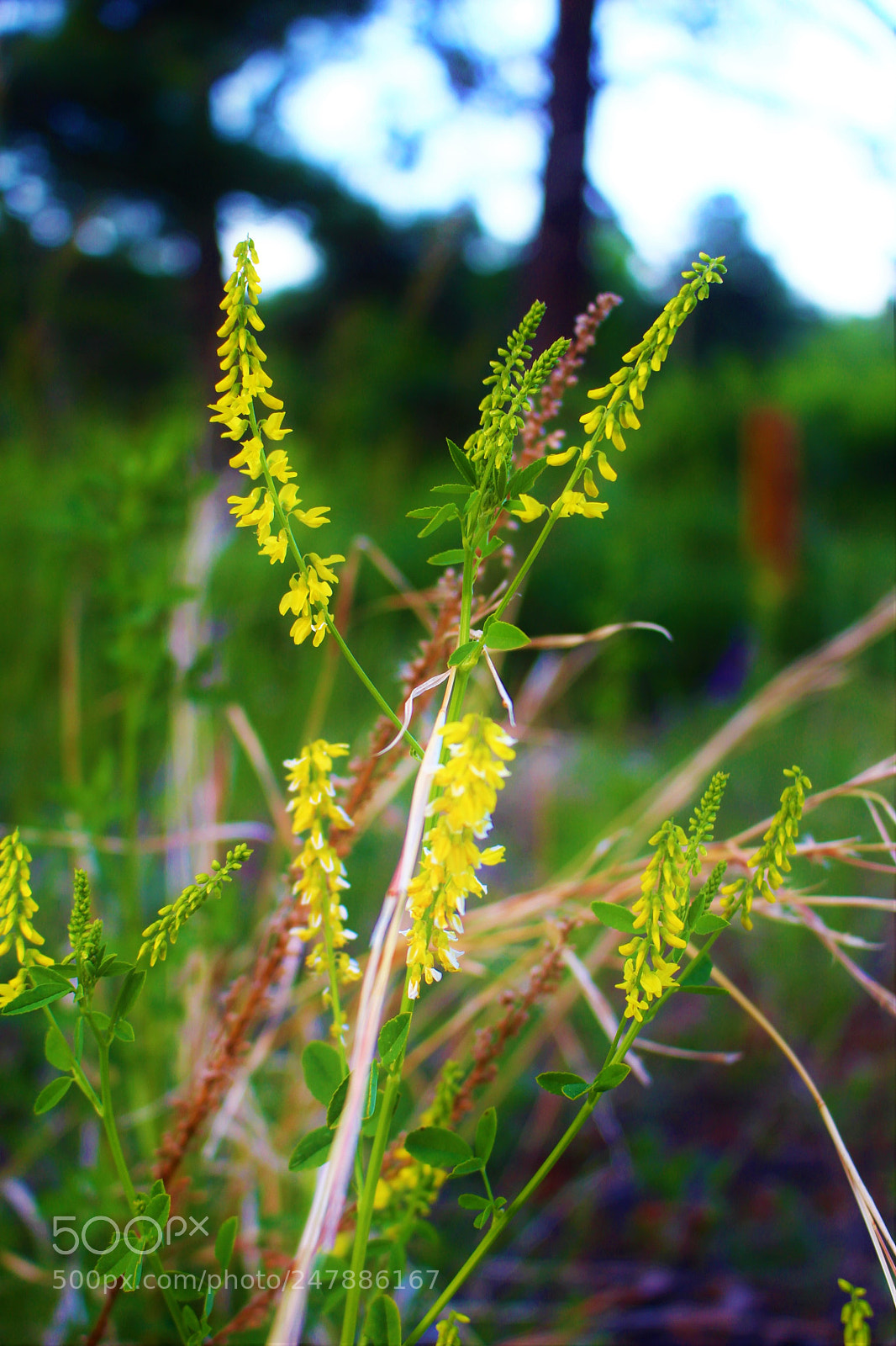 Canon EOS 100D (EOS Rebel SL1 / EOS Kiss X7) sample photo. Wild flower photography