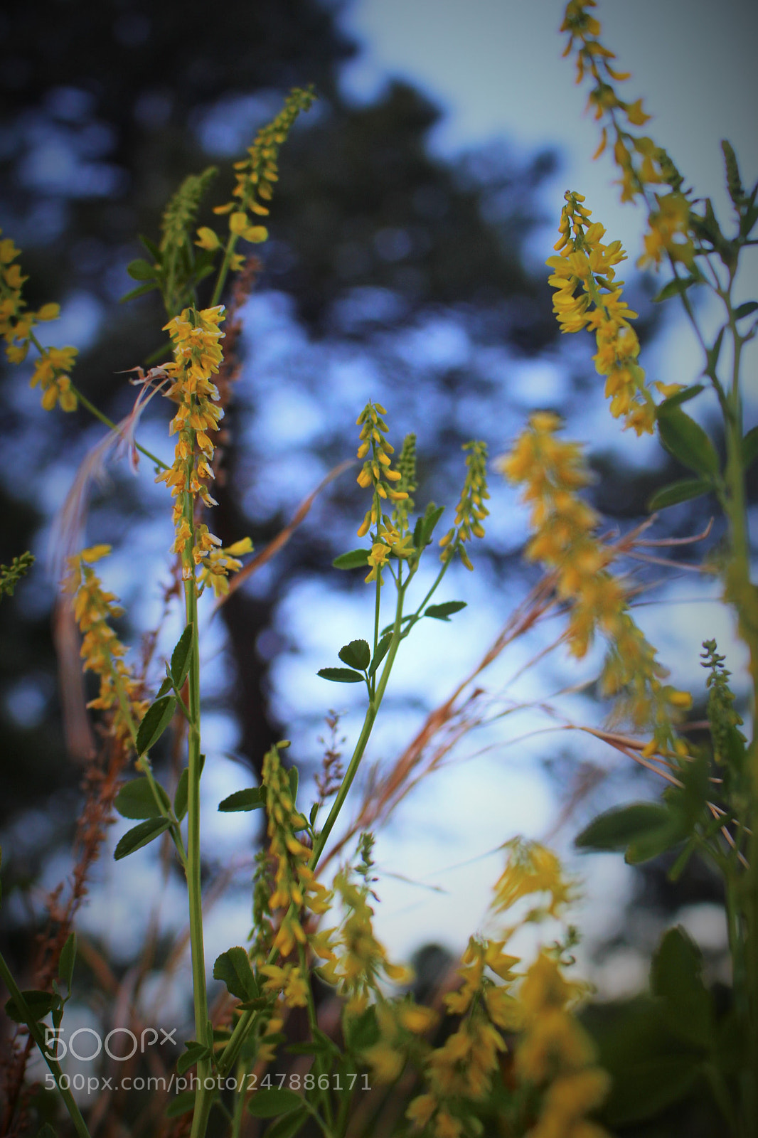 Canon EOS 100D (EOS Rebel SL1 / EOS Kiss X7) sample photo. Wild flower photography