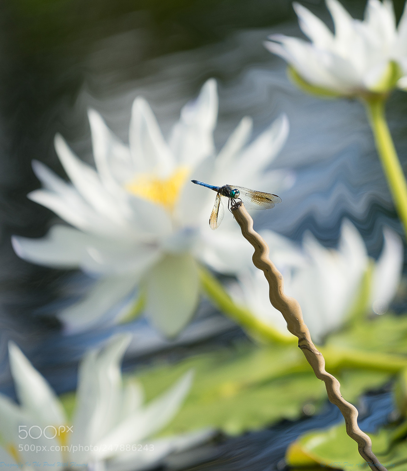 Sony a7 sample photo. Dragonfly in the pond photography