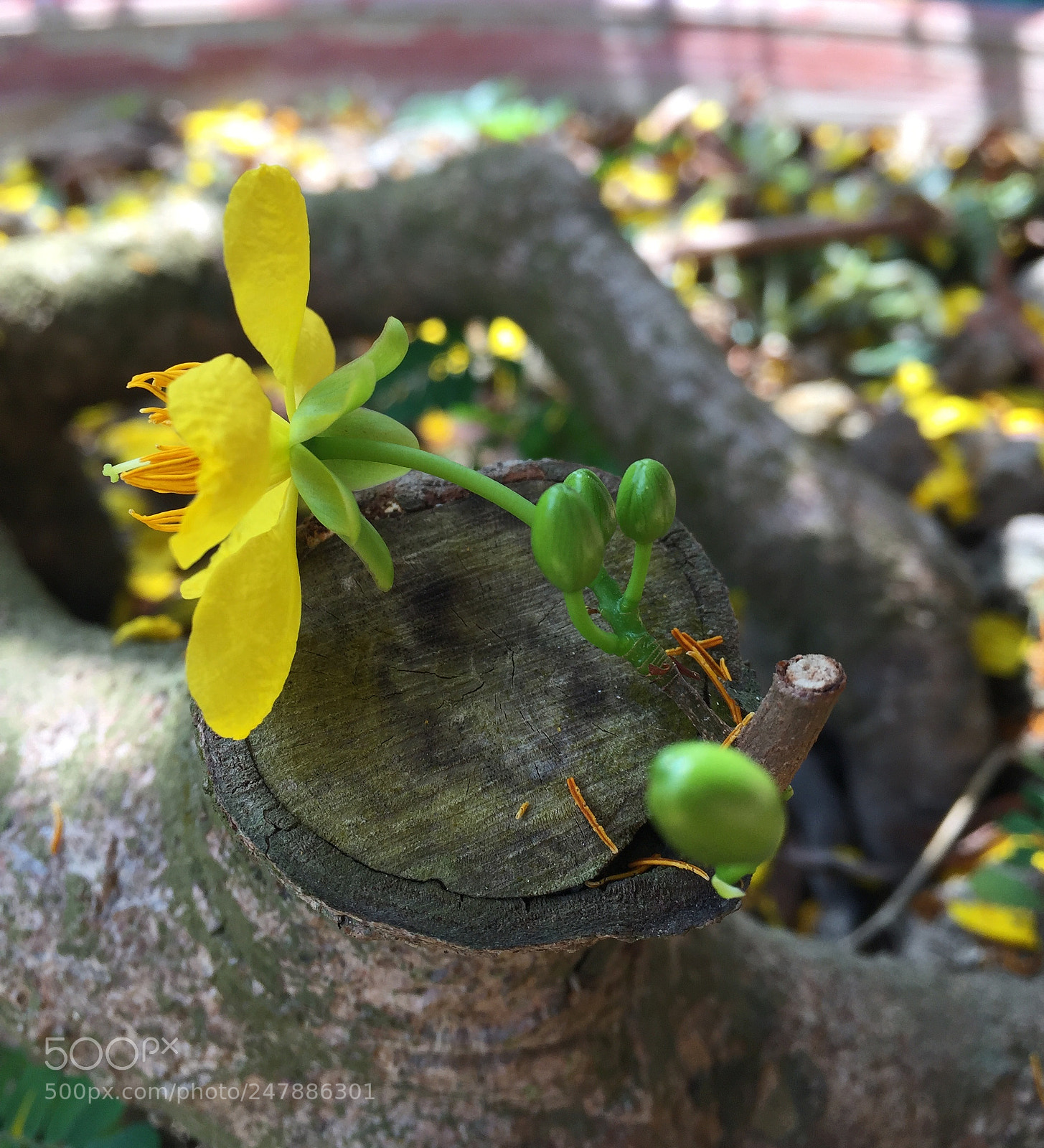 Apple iPhone 6 sample photo. Blooming in poor time photography