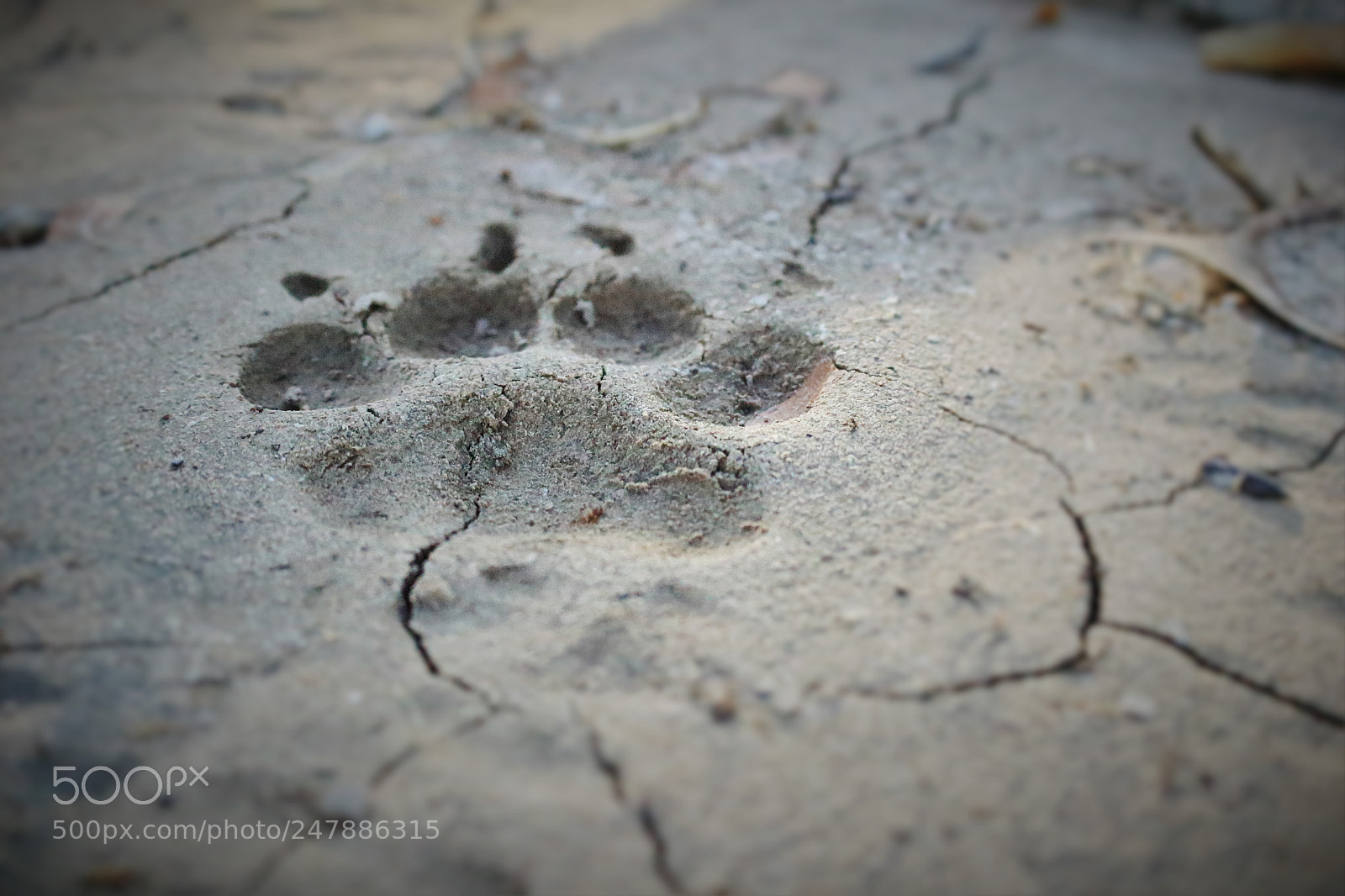 Canon EOS 100D (EOS Rebel SL1 / EOS Kiss X7) sample photo. Paw prints in the photography