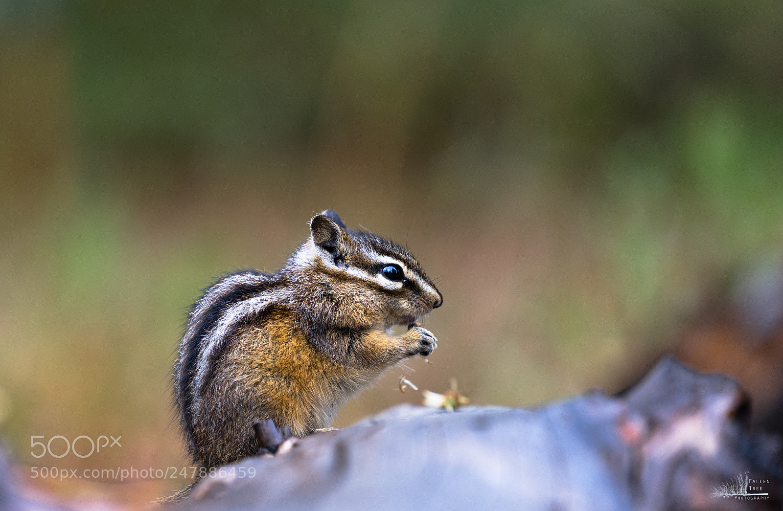 Sony a7 II sample photo. 40565473621.jpg photography