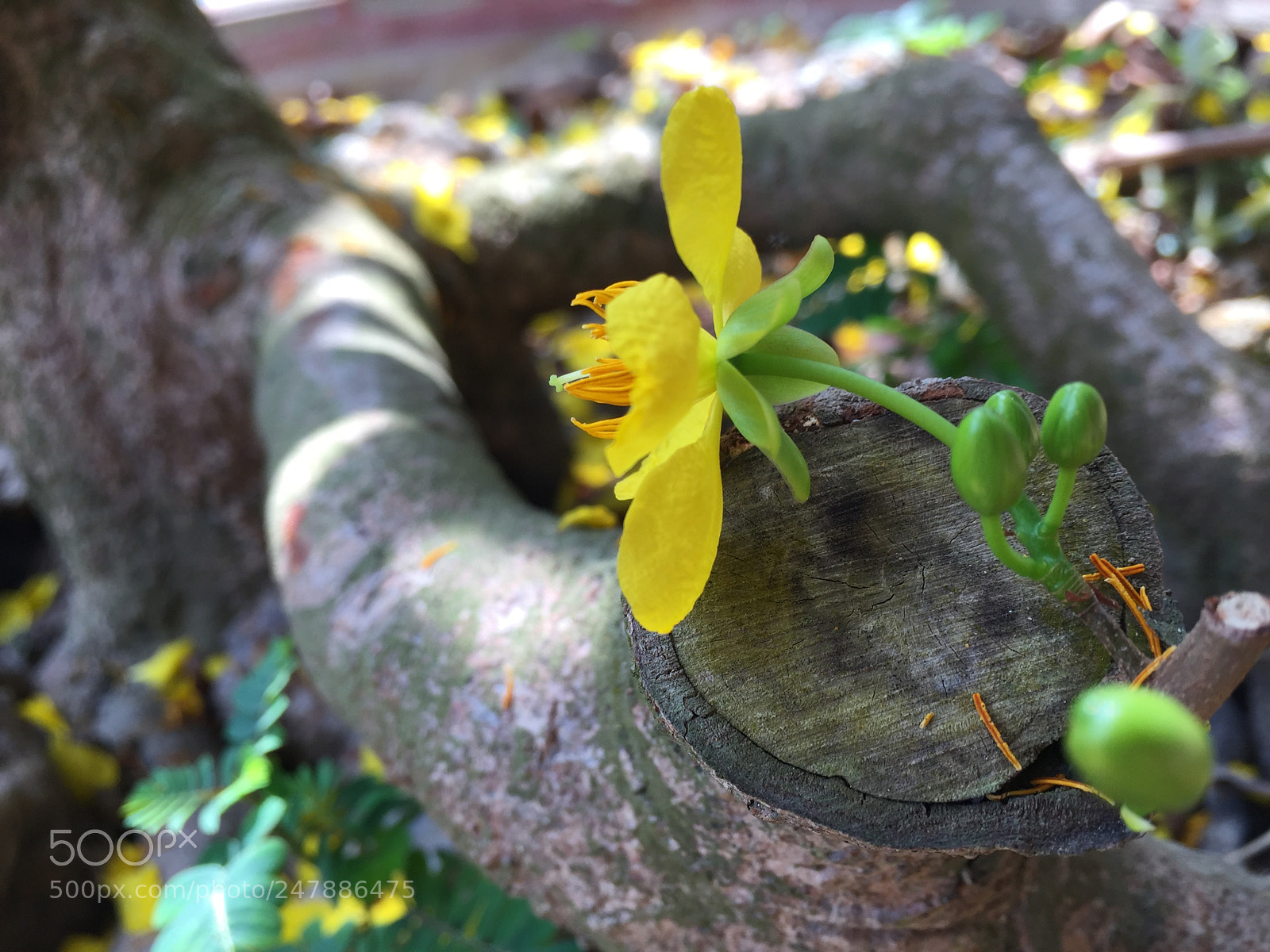 Apple iPhone 6 sample photo. Anytime, anyplace ,it's also photography
