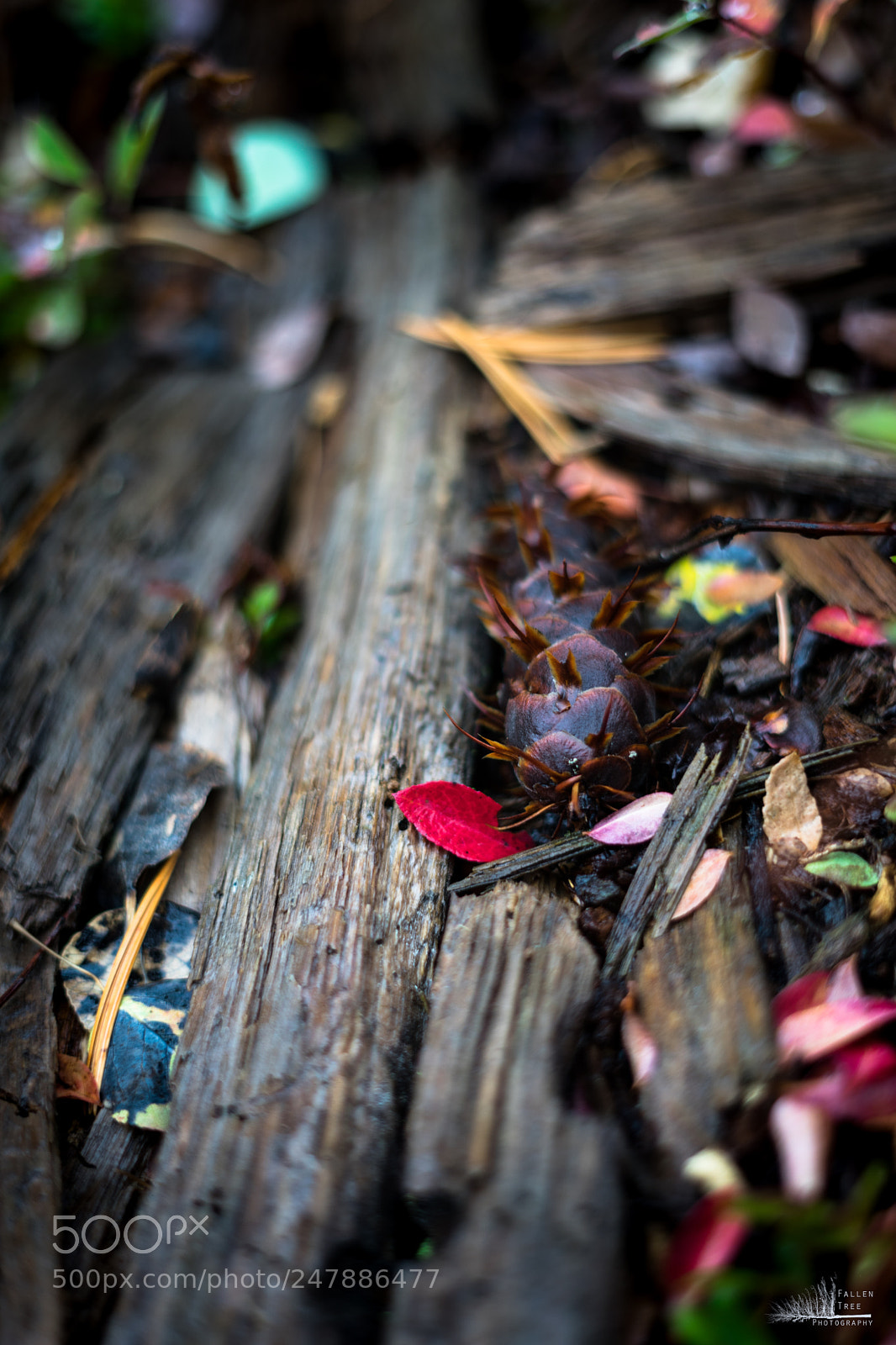 Sony a7 II sample photo. 40565468951.jpg photography