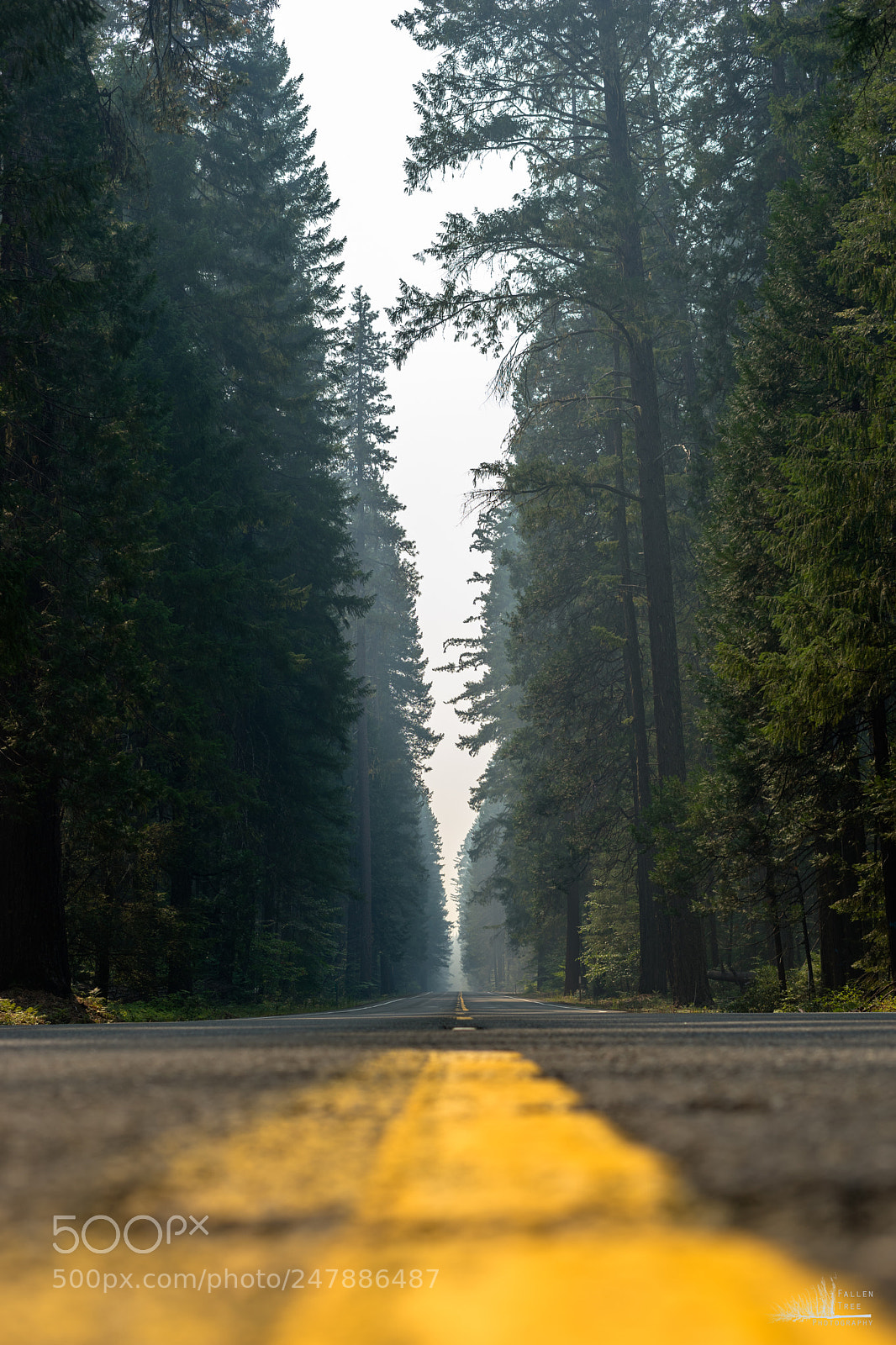 Sony a7 II sample photo. 40522856632.jpg photography