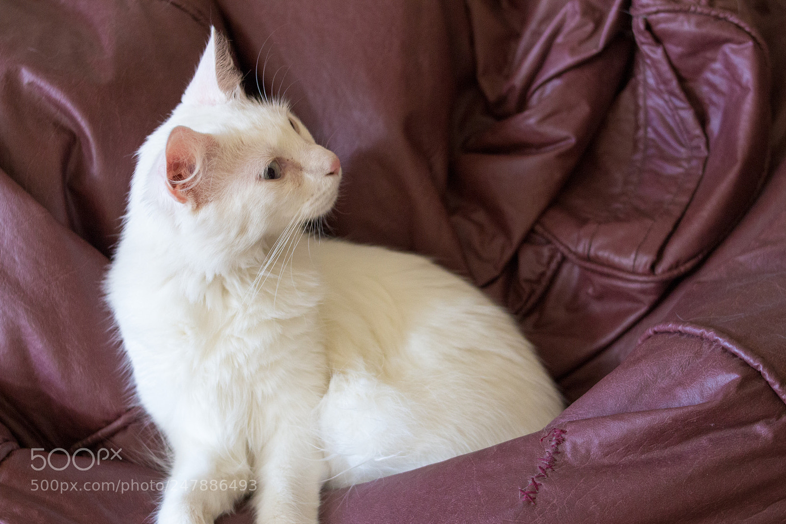 Canon EOS 700D (EOS Rebel T5i / EOS Kiss X7i) sample photo. You say what? photography