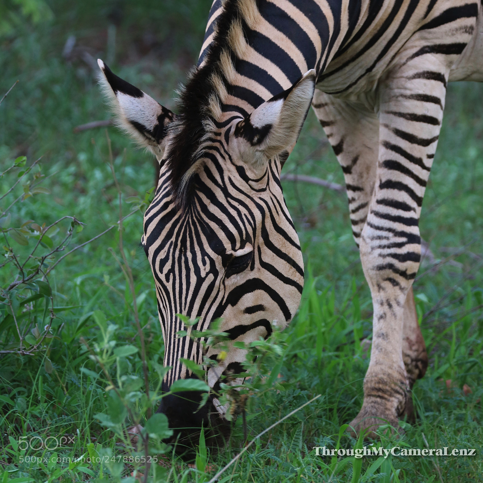 Canon EOS 750D (EOS Rebel T6i / EOS Kiss X8i) sample photo. Zebra in color malilangwe photography