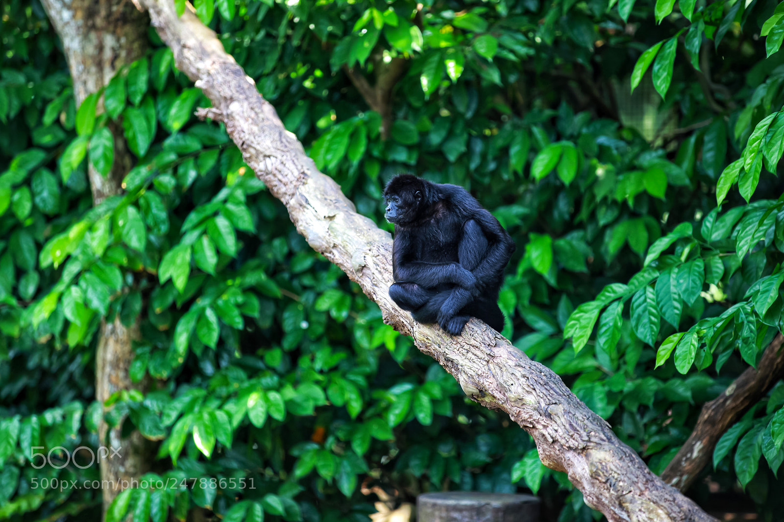 Canon EOS 5D Mark II sample photo. An ape sitting in photography
