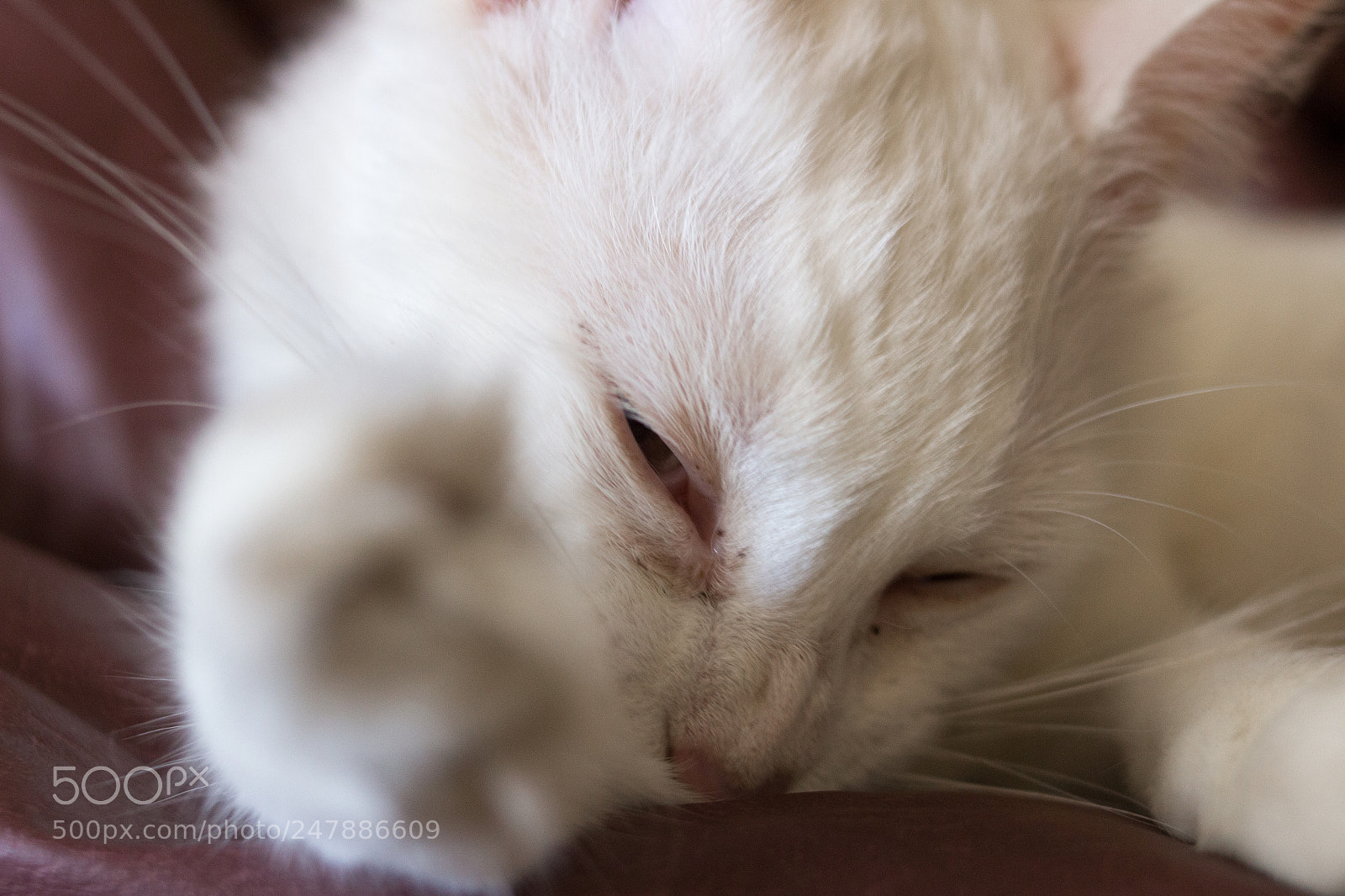 Canon EOS 700D (EOS Rebel T5i / EOS Kiss X7i) sample photo. Bathing photography