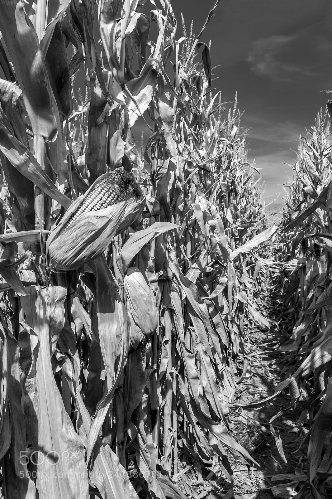 Canon EOS 30D sample photo. The corn is listening photography