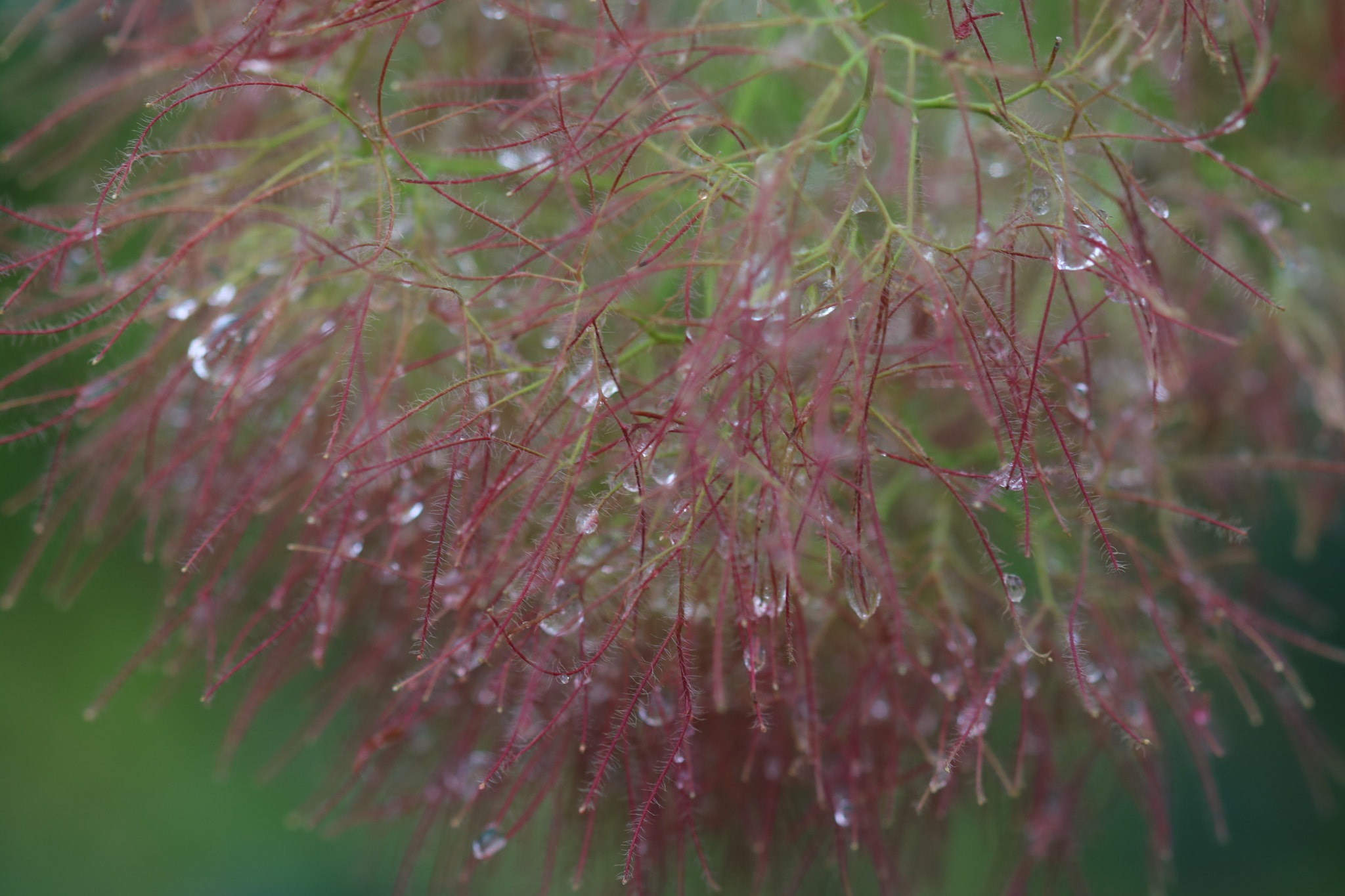 Canon EF 100mm F2.8 Macro USM sample photo. Smoke bush after rain photography