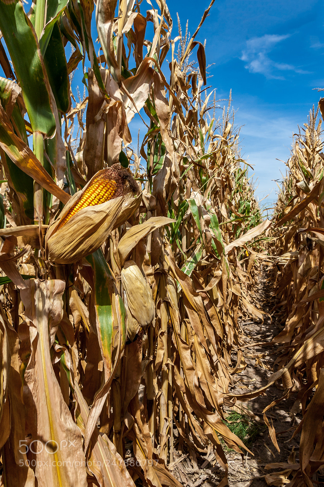 Canon EOS 30D sample photo. The corn is listening photography