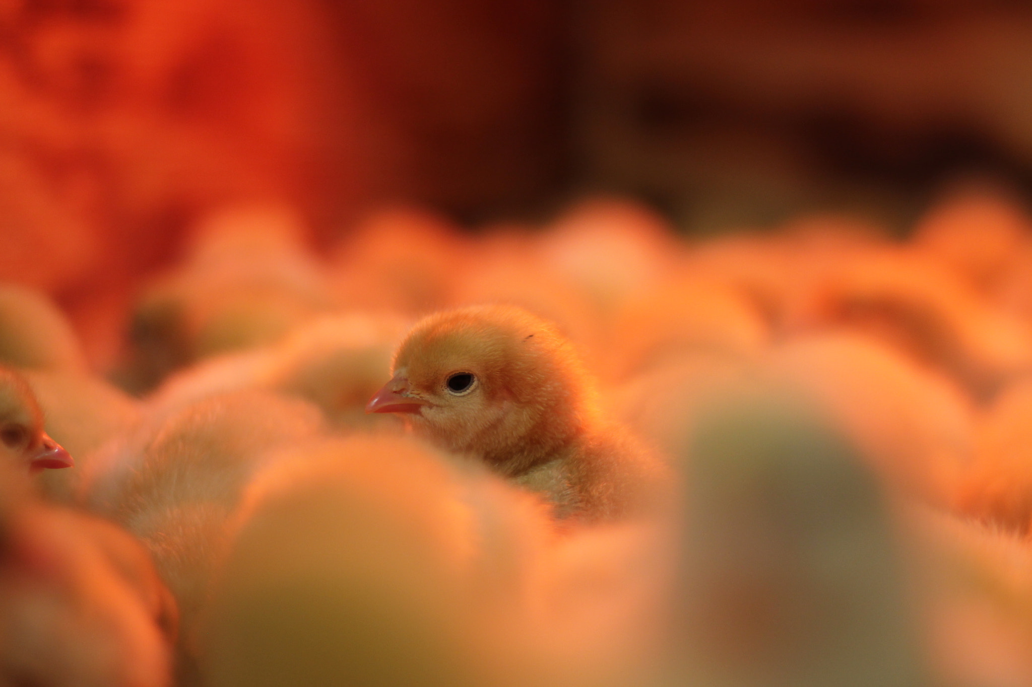 Canon EOS 1100D (EOS Rebel T3 / EOS Kiss X50) sample photo. Chicks photography