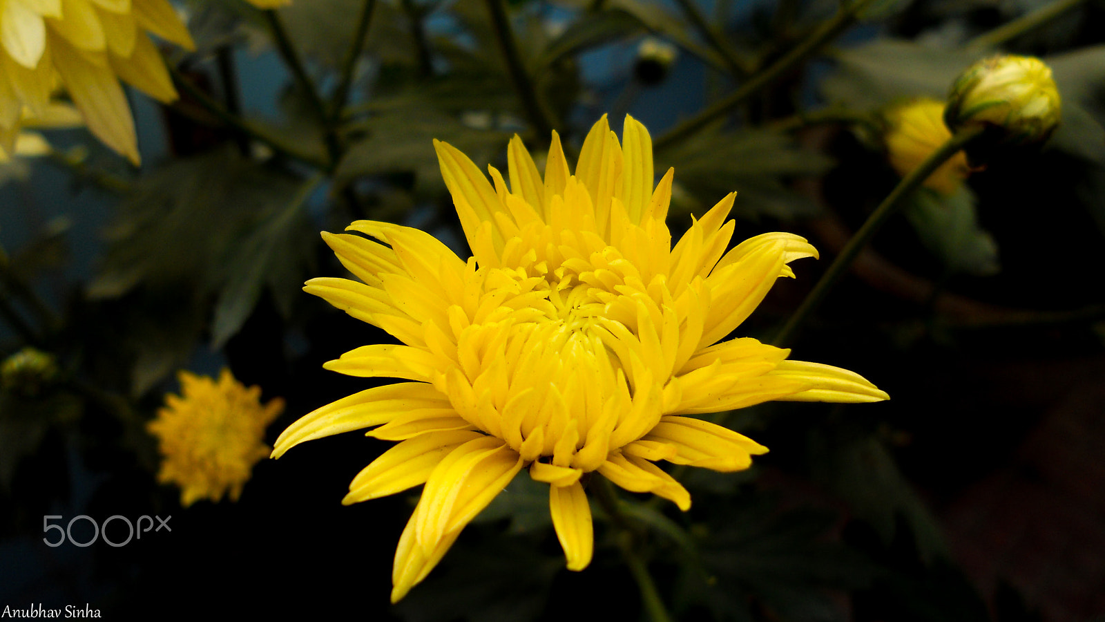 Nikon Coolpix S3000 sample photo. Yellow flower photography